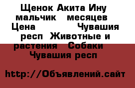 Щенок Акита-Ину, мальчик 5 месяцев › Цена ­ 45 000 - Чувашия респ. Животные и растения » Собаки   . Чувашия респ.